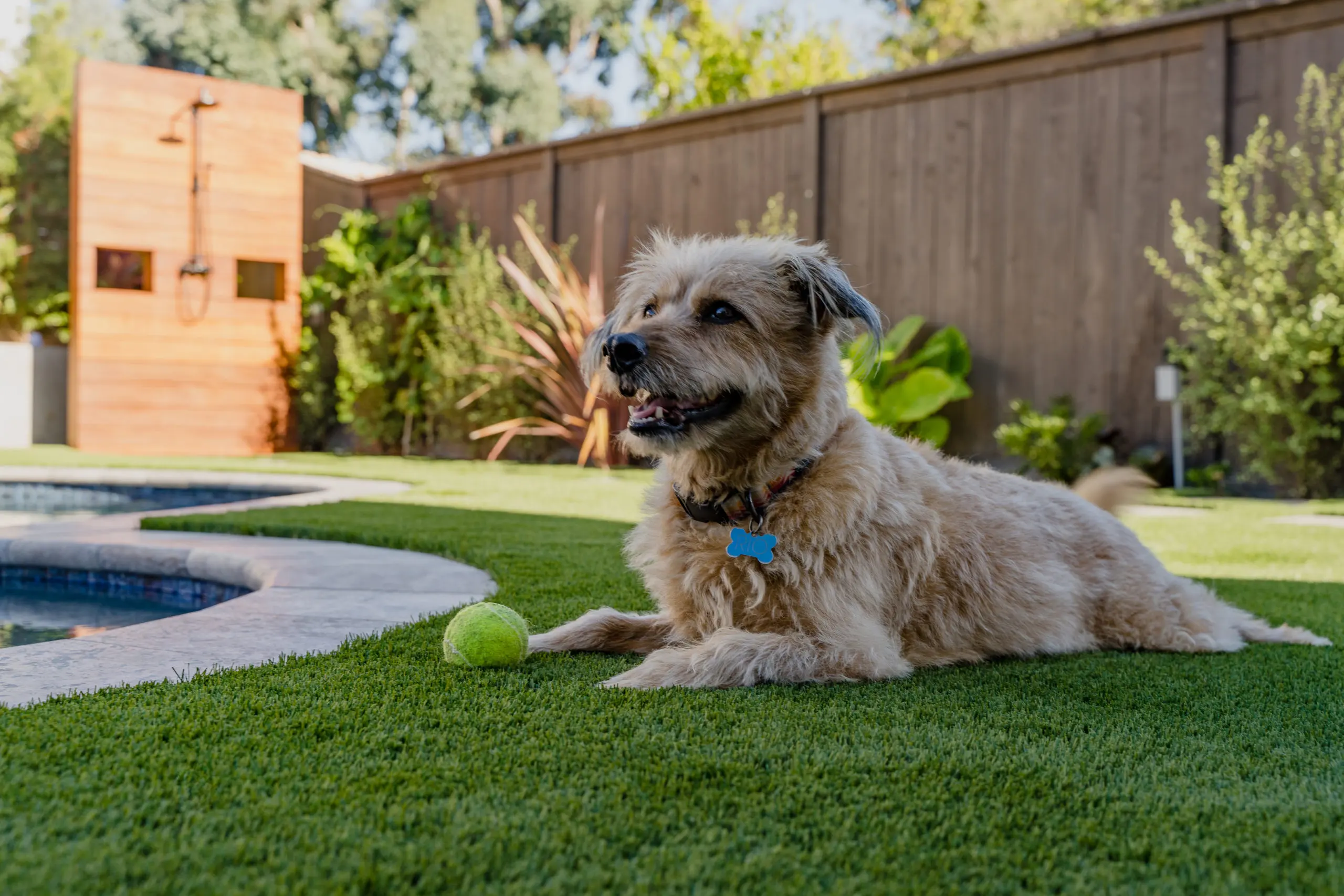 Fluffy light-colored dog lying on green lawn beside a backyard pool with a tennis ball nearby
